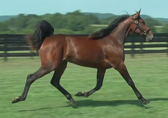 Standard Bred Yearlings